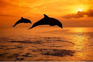 VR版彩六围攻《Breachers》现已在Steam发售